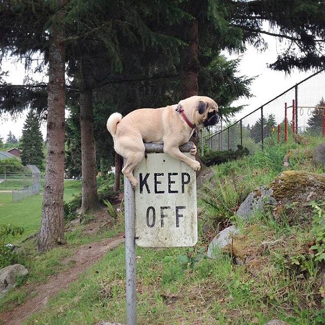 World’s Greatest Pug Portraits by Jeremy Veach