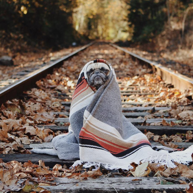 World’s Greatest Pug Portraits by Jeremy Veach