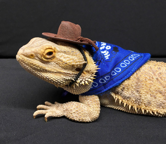 You Know What’s Getting Popular? Lizard Costumes.