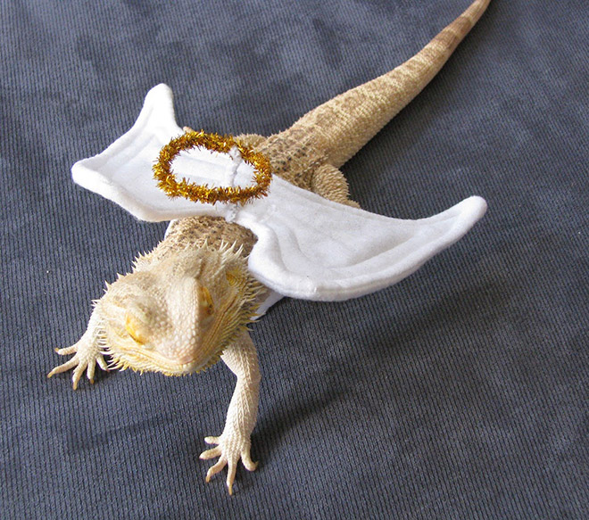 You Know What’s Getting Popular? Lizard Costumes.