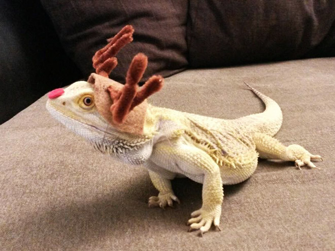 You Know What’s Getting Popular? Lizard Costumes.