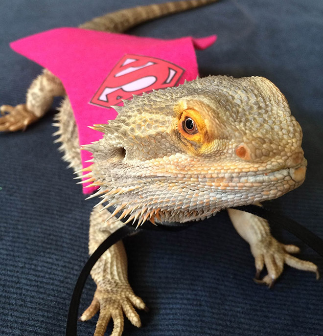 You Know What’s Getting Popular? Lizard Costumes.