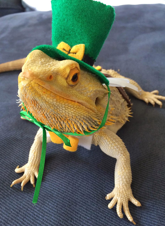 You Know What’s Getting Popular? Lizard Costumes.