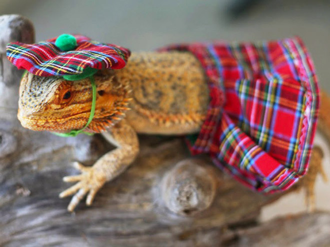 You Know What’s Getting Popular? Lizard Costumes.