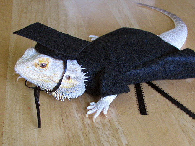 You Know What’s Getting Popular? Lizard Costumes.