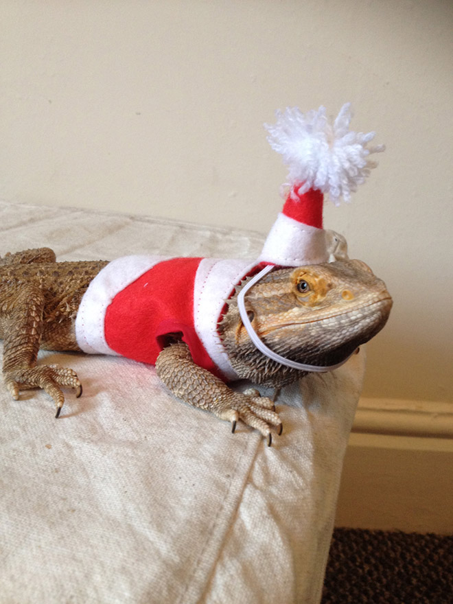 You Know What’s Getting Popular? Lizard Costumes.