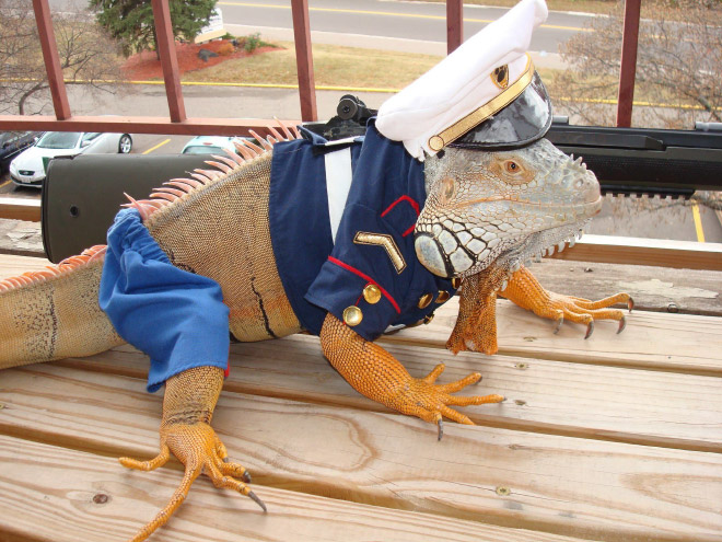 You Know What’s Getting Popular? Lizard Costumes.