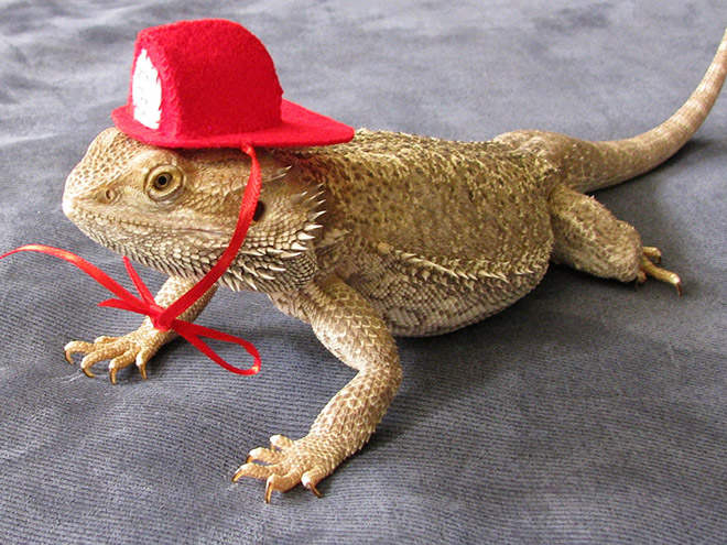 You Know What’s Getting Popular? Lizard Costumes.