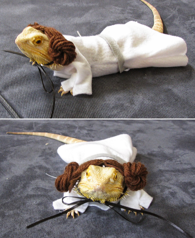 You Know What’s Getting Popular? Lizard Costumes.
