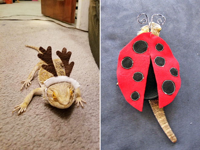 You Know What’s Getting Popular? Lizard Costumes.